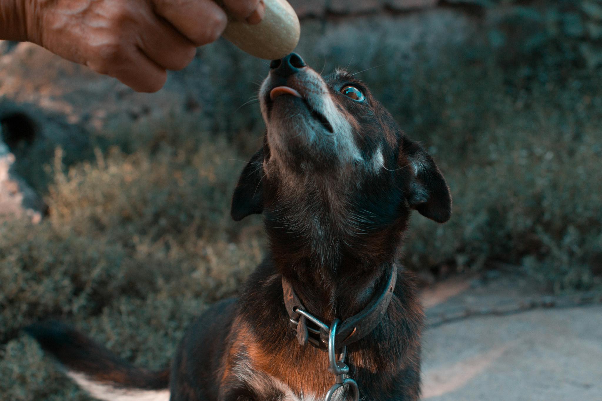 A cute dog eagerly looking up at a treat held by a hand outdoors.