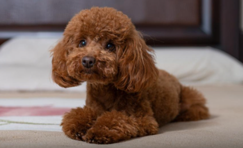 Toy Poodle (Oyuncak Kaniş)