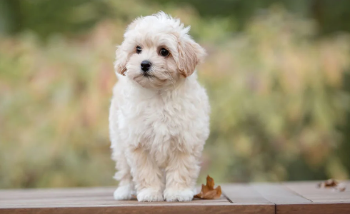Maltipoo (Maltese & Toy Poodle Melezi)